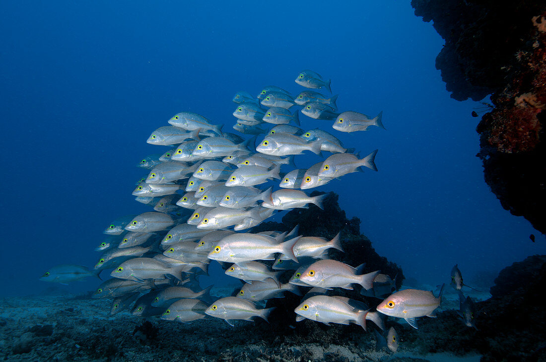 Yellow-banded snappers