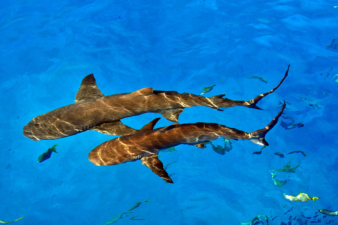 Lemon sharks