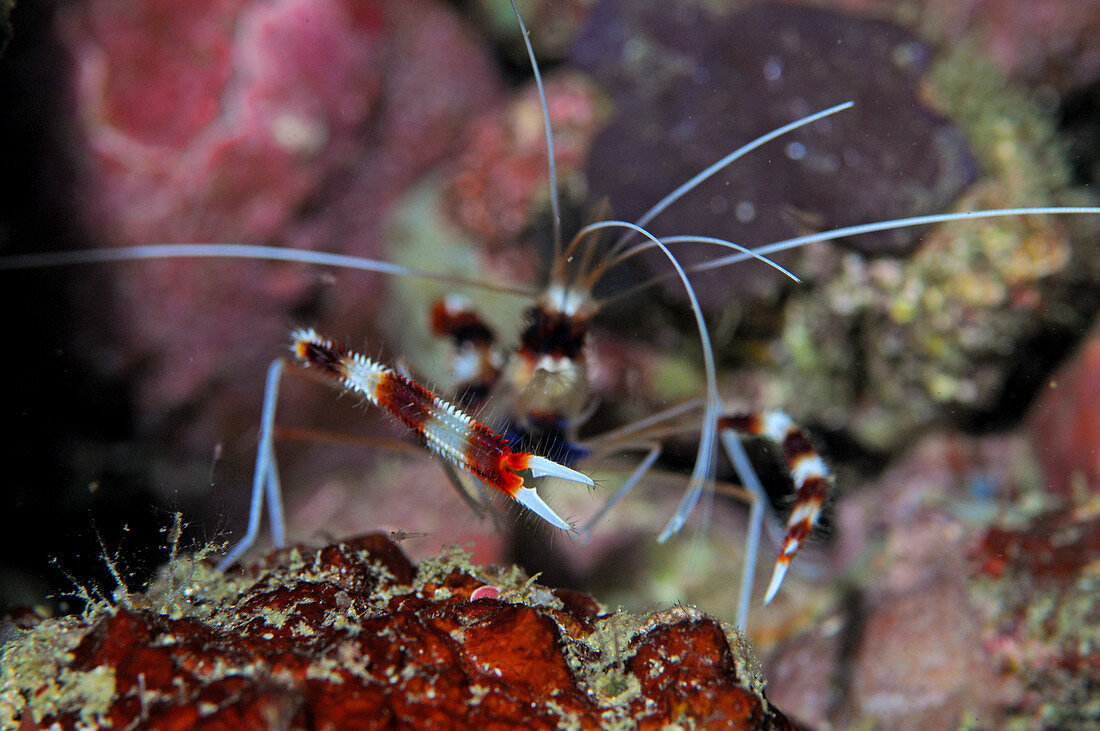 Claws of a banded coral shrimp