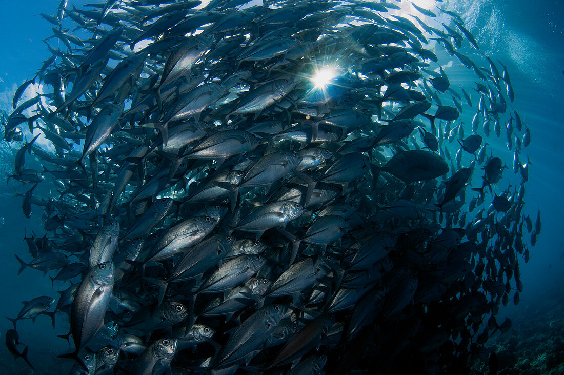 Baitball of schooling bigeye trevallies