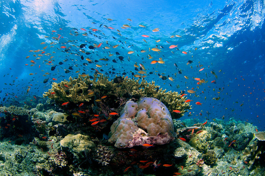 Tropical coral reef in Sipadan Island, Malaysia
