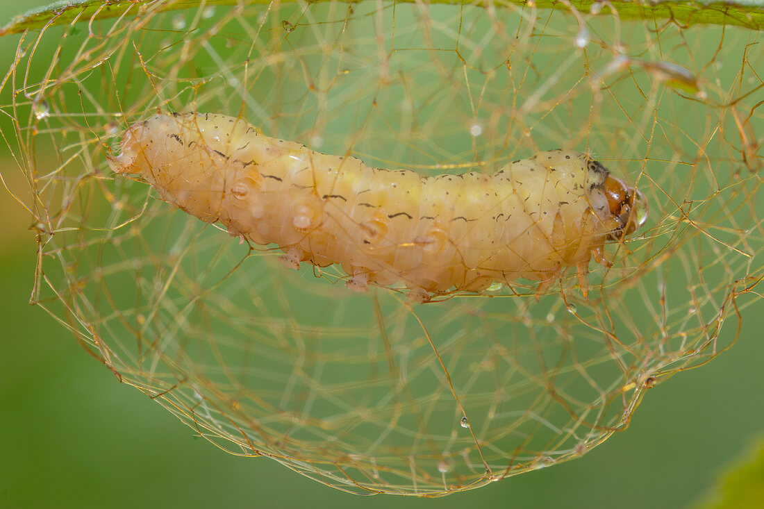 Caterpillar transformation