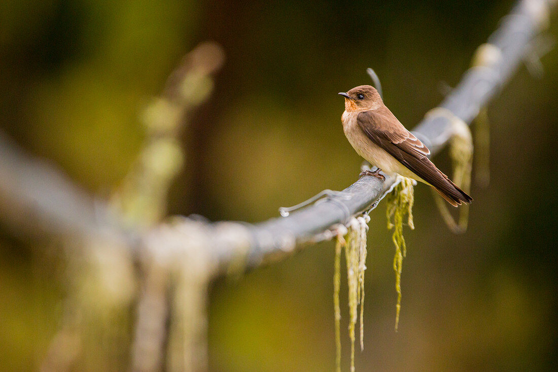 Chestnut-collared swift