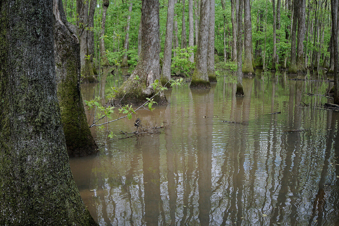 Cypress-Tupelo swamp in northeastern Alabama