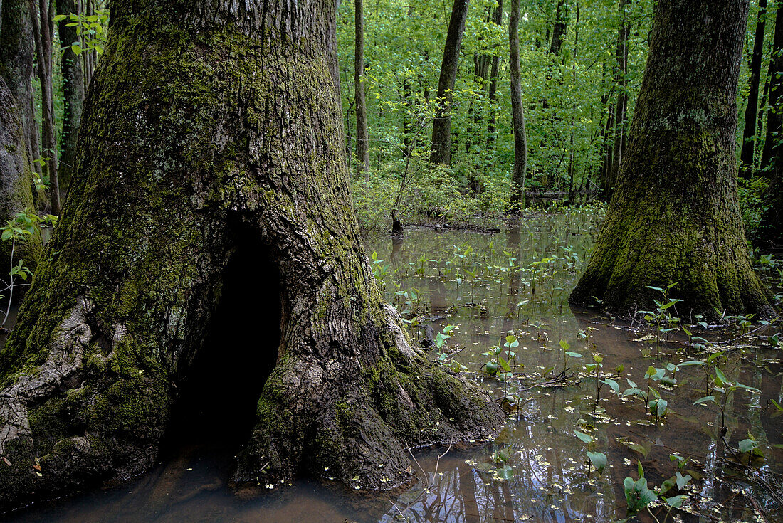 Cypress-Tupelo swamp in northeastern Alabama