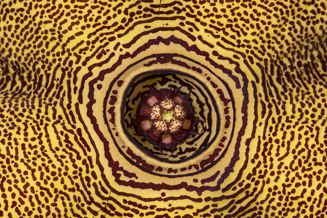 Persian Carpet Flower (Edithcolea grandis)
