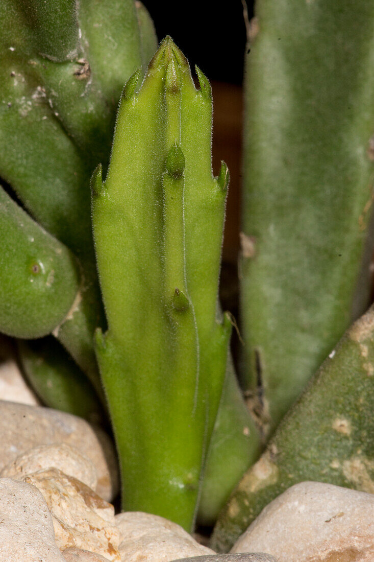 Carrion flower (Stapelia hirsuta)