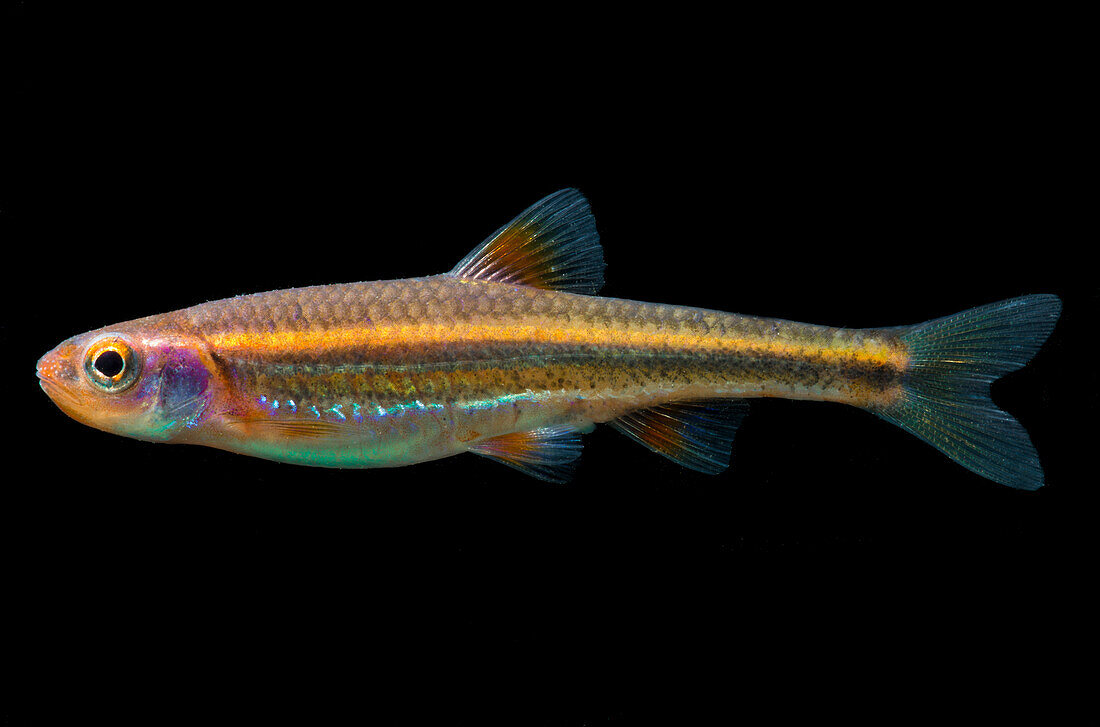 Rainbow Shiners (Notropis chrosomus)