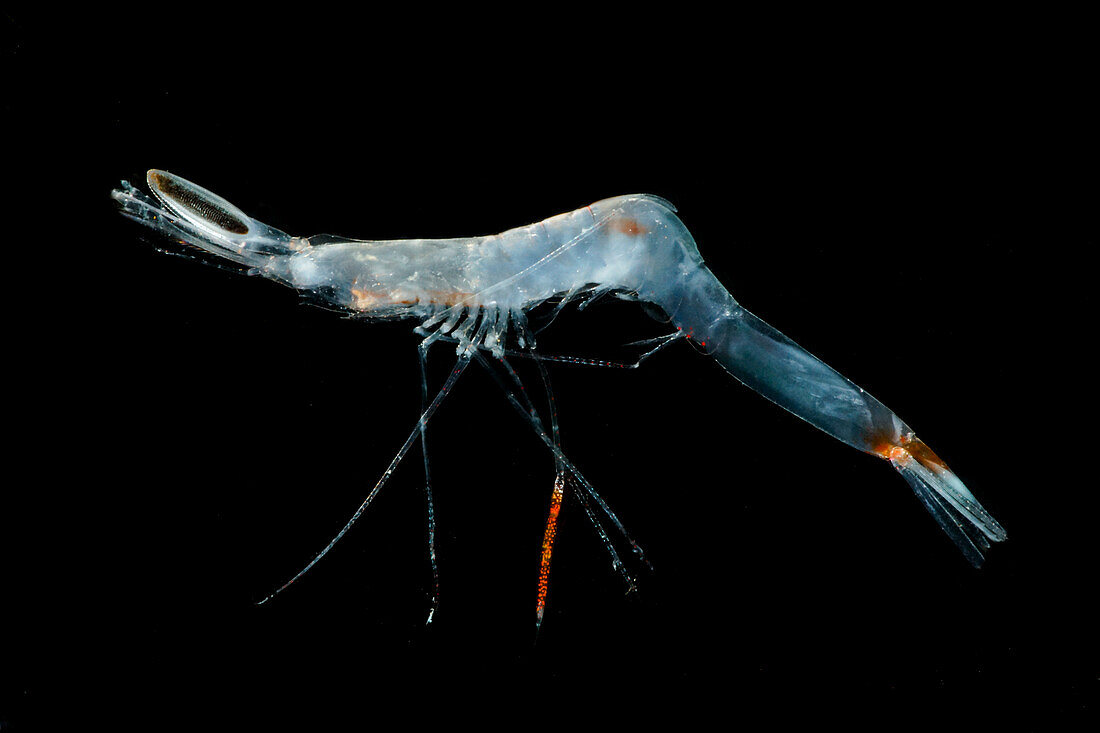 Larval Shrimp