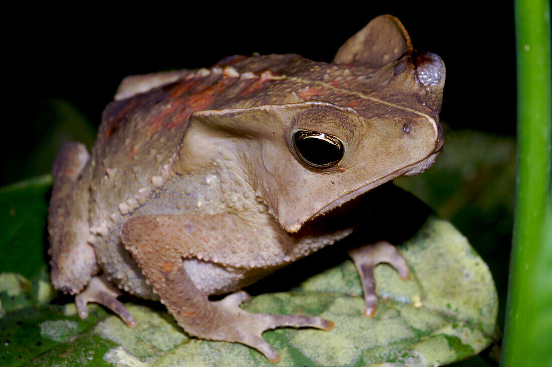 Crested Toad (Rhinella margaritifera)