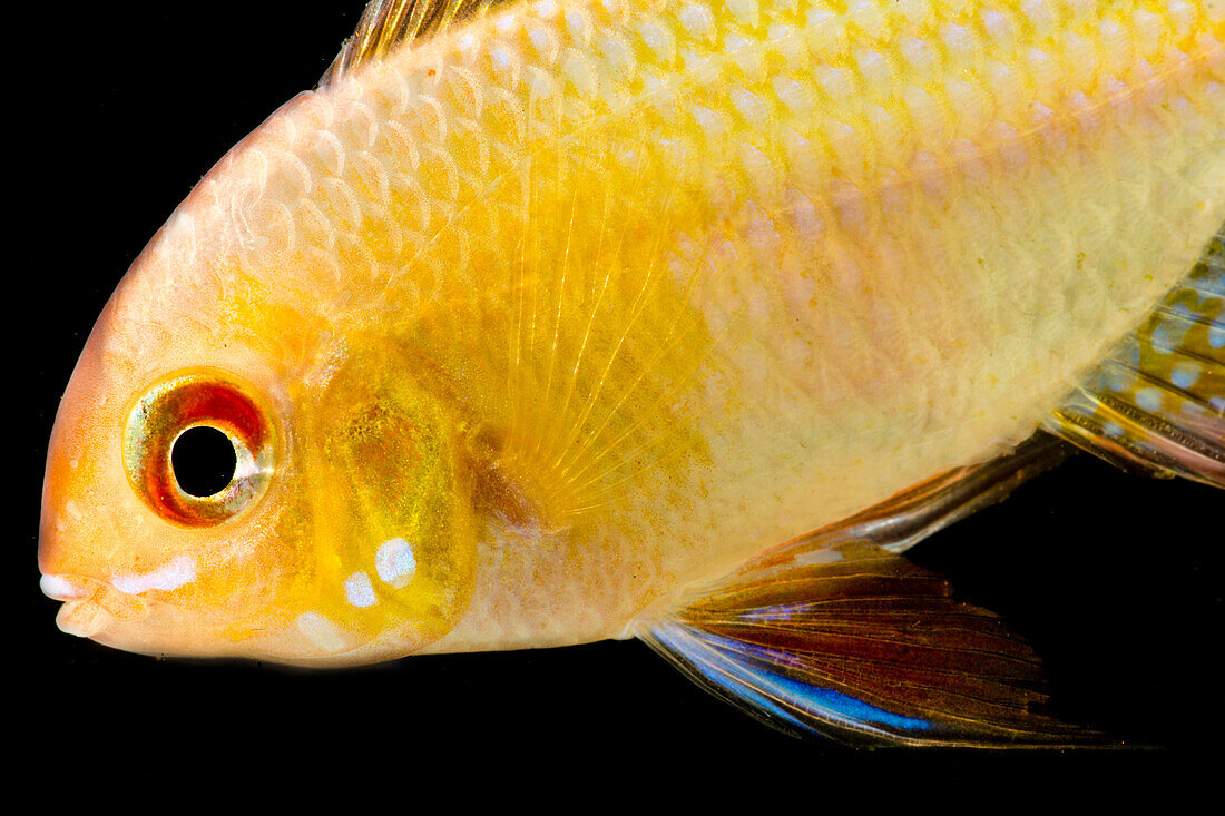 Golden Ram Cichlid (Microgeophagus ramirezi)