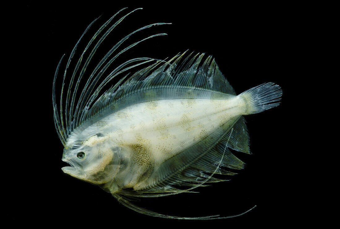 Larval Flounder