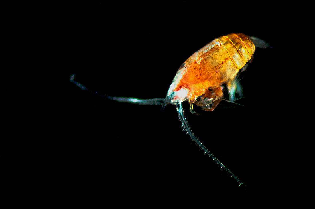 Mesopelagic copepods