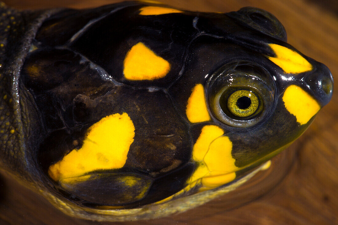 Yellow-spotted River Turtle (Podocnemis unifilis)