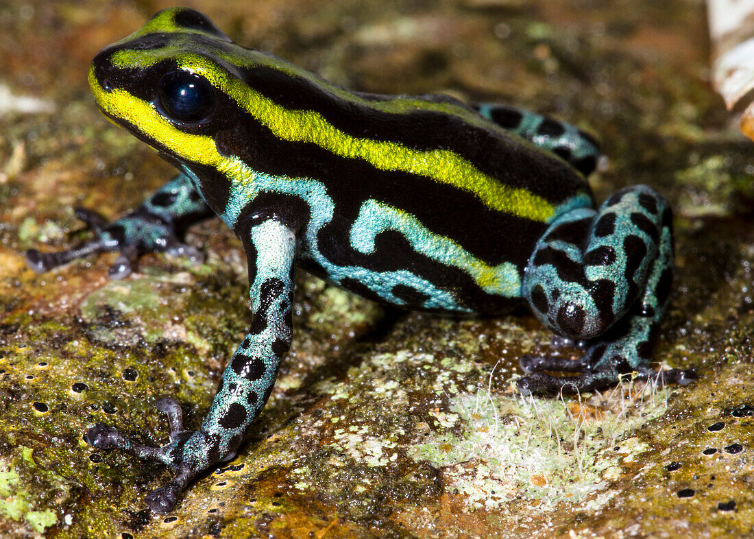Sira Poison Frog (Ranitomeya sirensis
