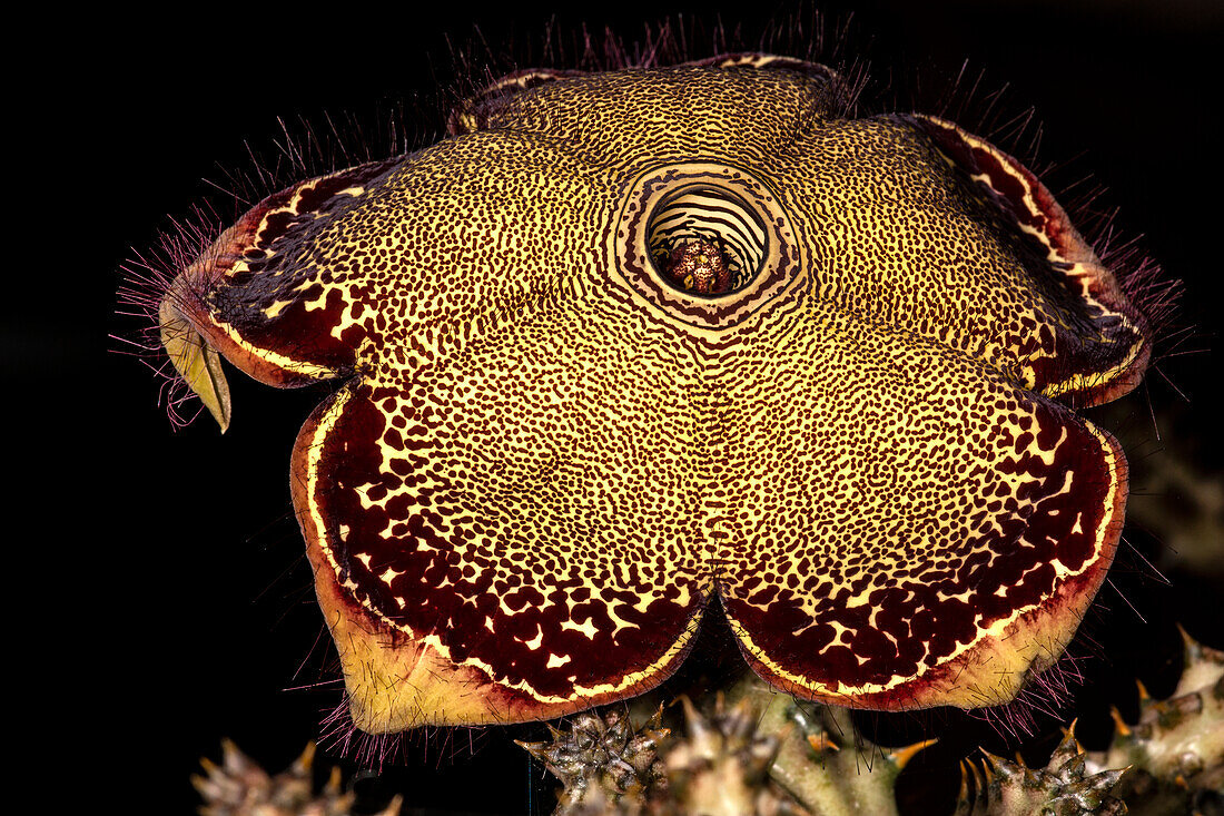 Persian Carpet Flower (Edithcolea grandis)