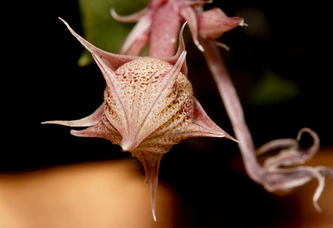 Carrion Flower (Huernia valkartii v repens)