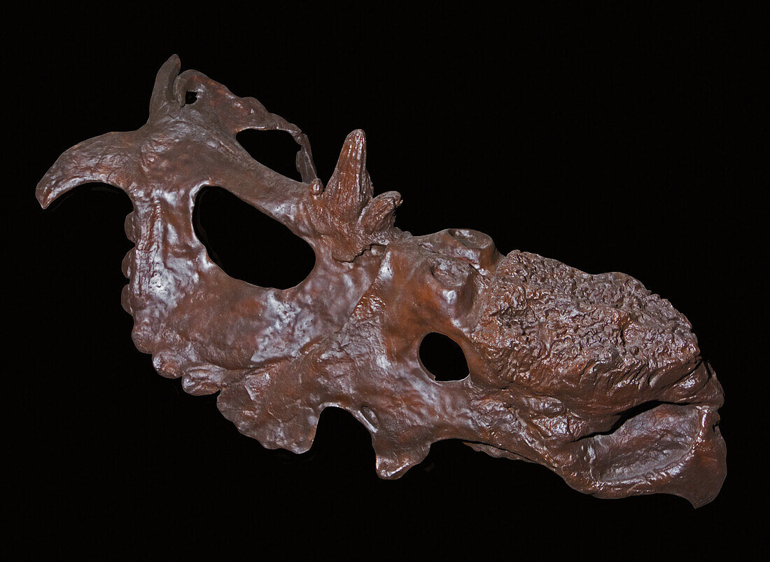 Pachyrhinosaurus skull
