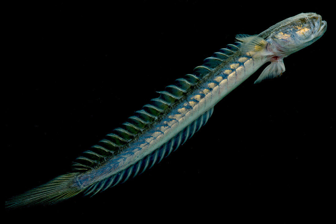 Violet Goby (Gobioides broussonnetii)