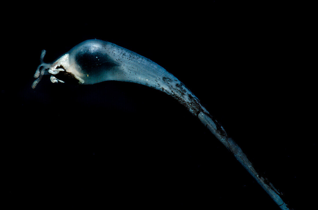 Female deep sea anglerfishes (Gigantactis sp.)