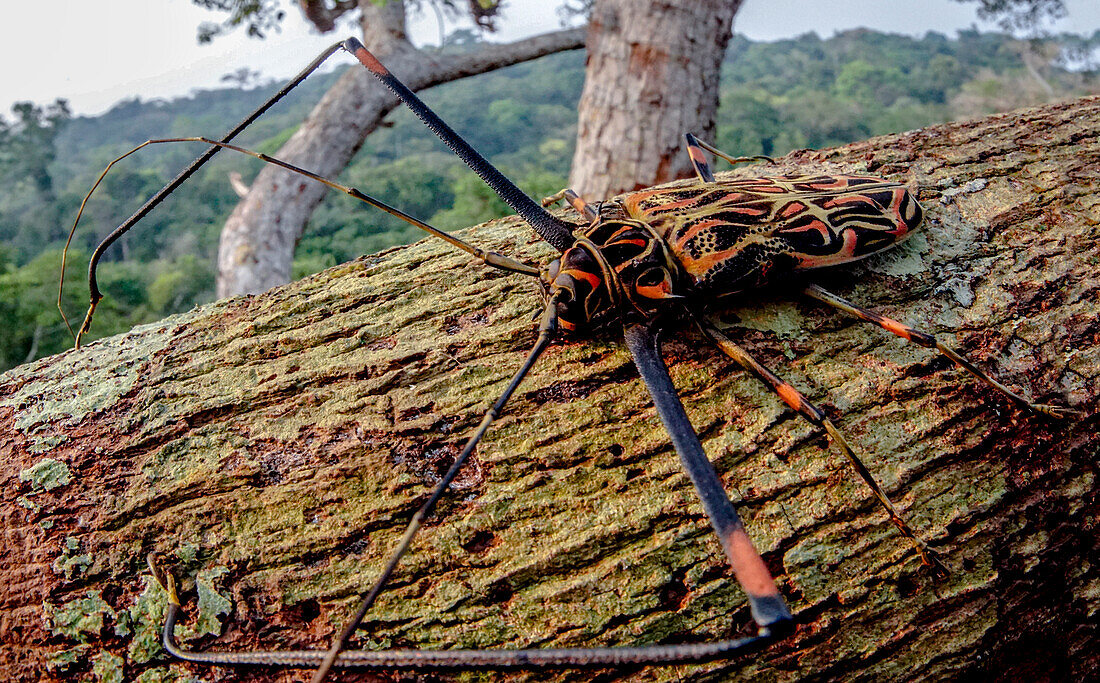 Harlequin Beetle (Acrocinus longimanus)