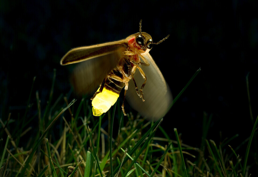 Firefly in Flight