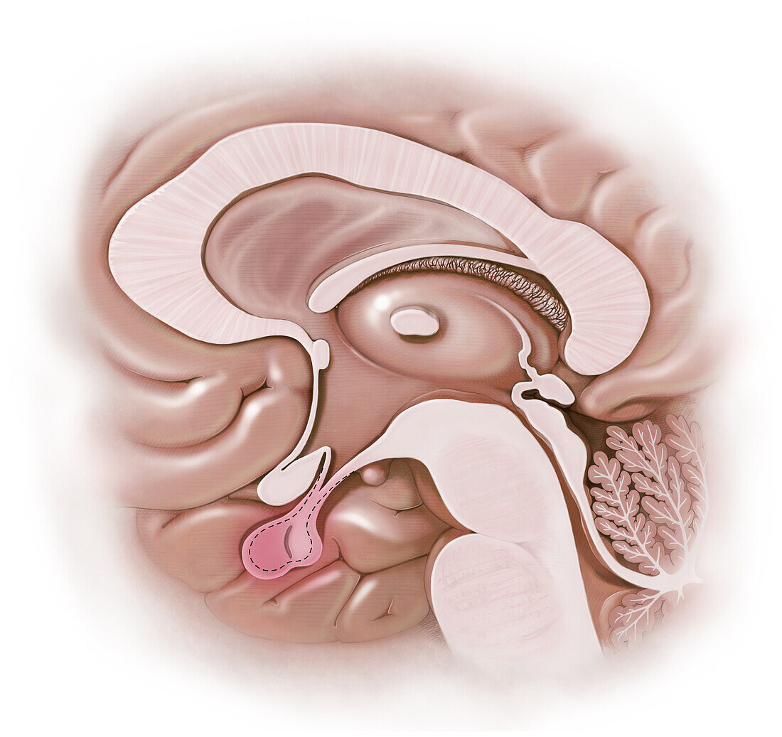 Pituitary Gland, Illustration