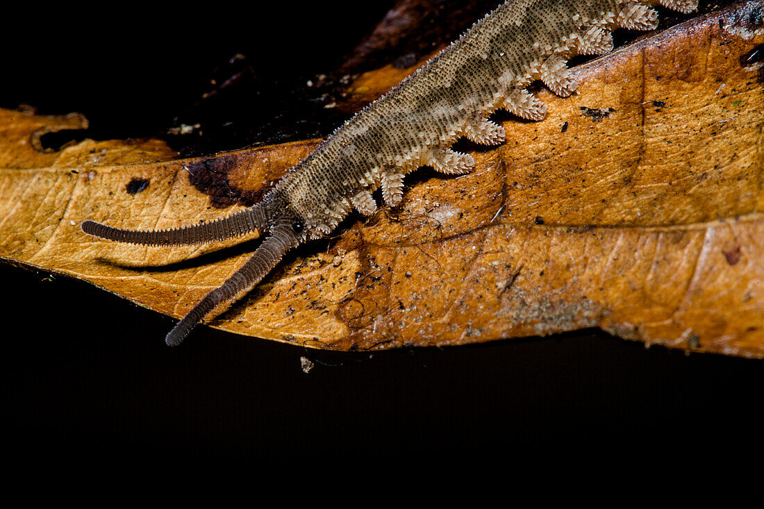 Amazon Collared Velvet Worm, casually called peripatus, (Oroperipatus sp.)