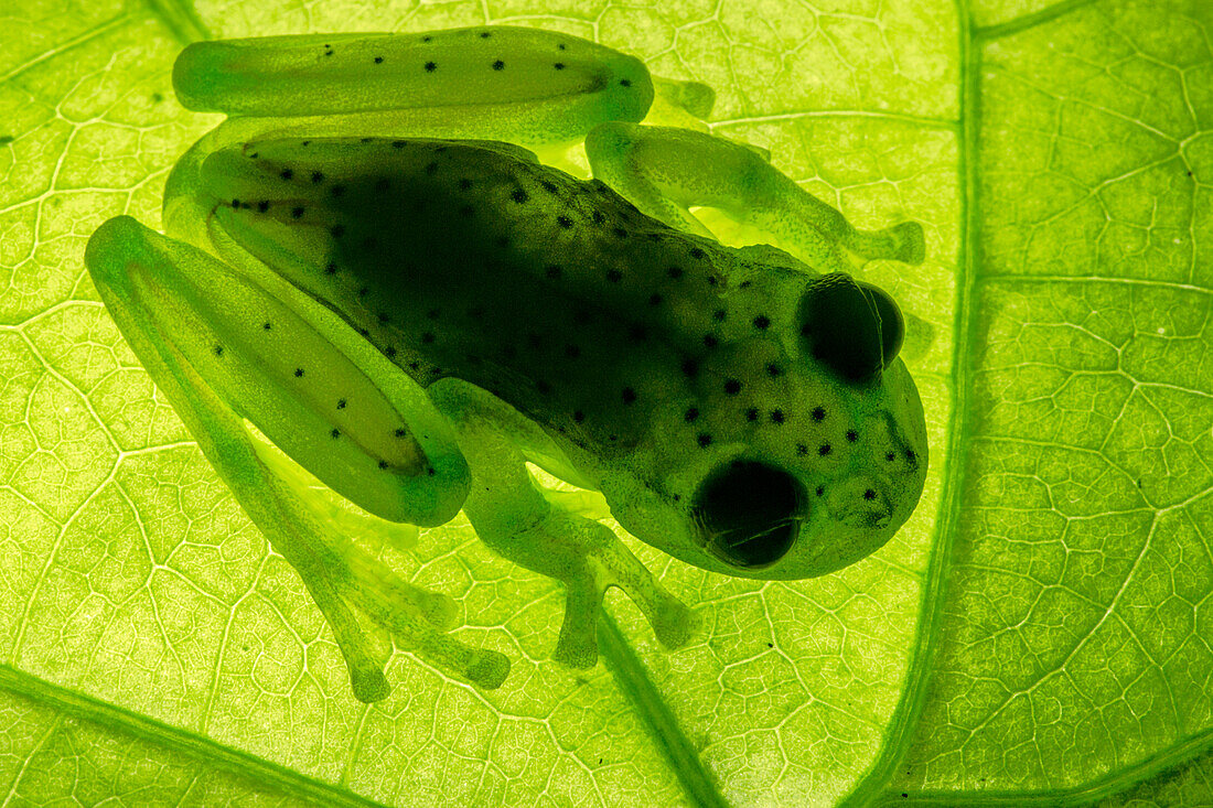 Rita's Glass Frog (Vitreorana ritae)