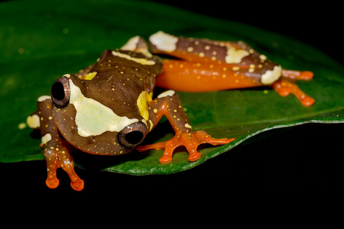 Sarayacu Treefrog (Dendropsophus parviceps)