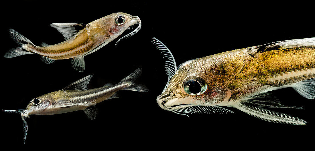 Thorny Catfish (Nemadoras trimaculatus)