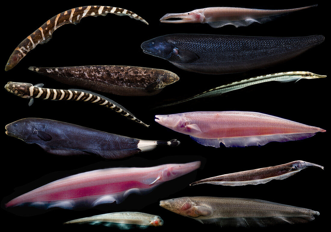 Knifefishes (Gymnotiformes)