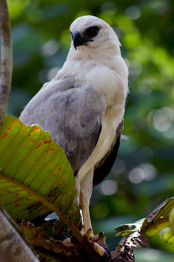 Crested Eagle (Morphnus guianensis)