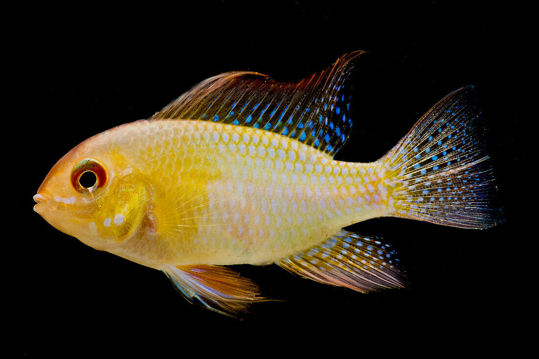 Golden Ram Cichlid (Microgeophagus ramirezi)