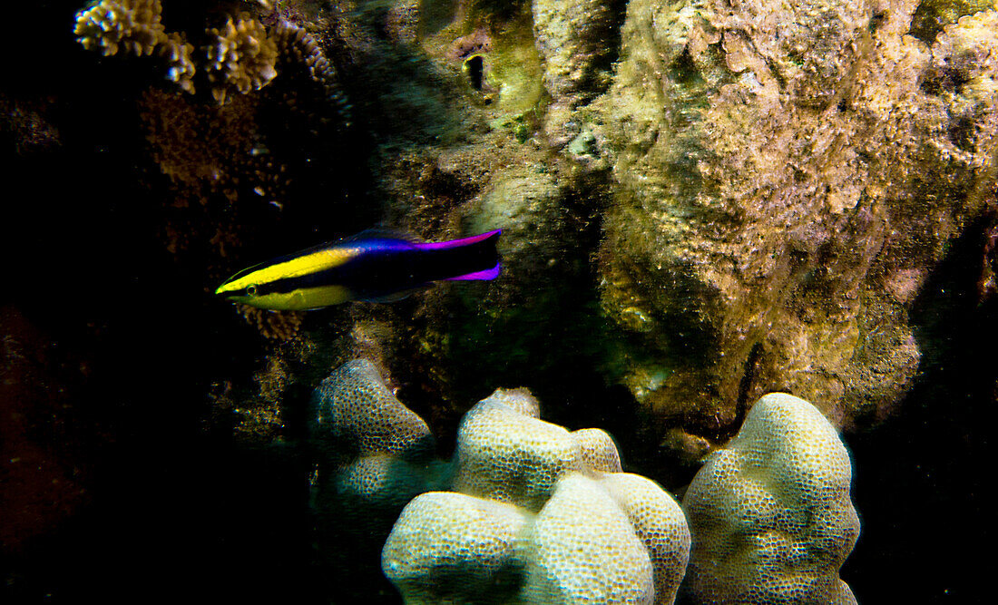 Hawaiian Cleaner Wrasse (Labroides phthirophagus)
