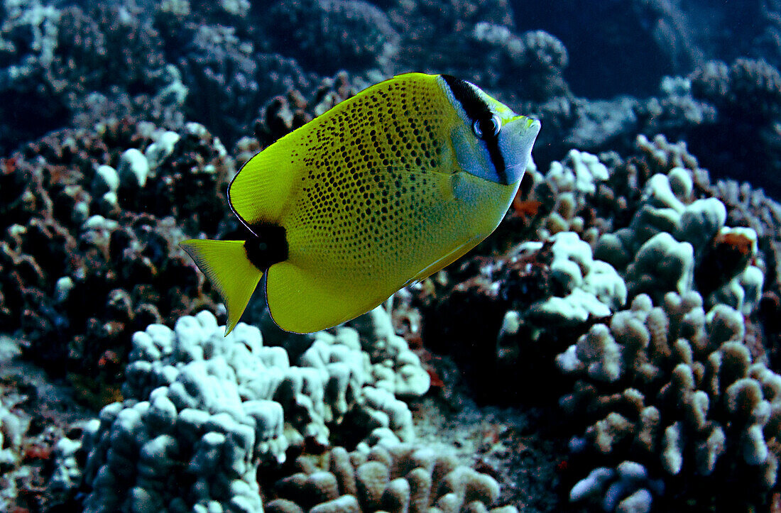 Millet Butterflyfish (Chaetodon miliaris)