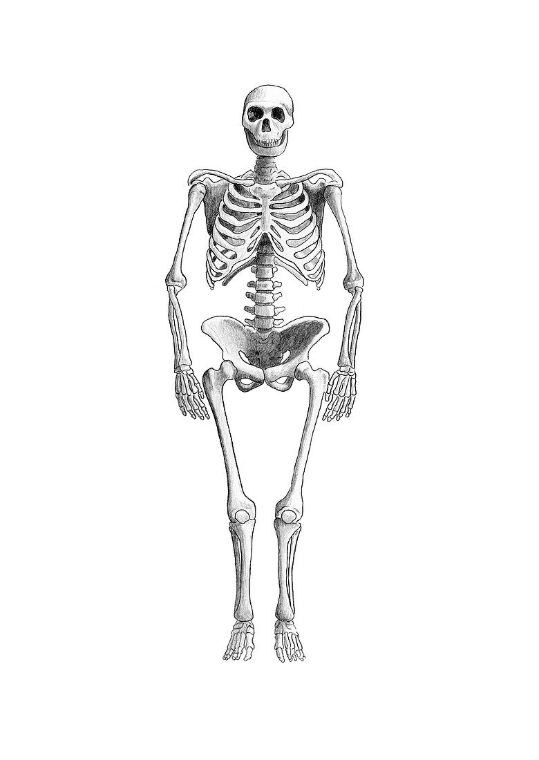Neanderthal Skeleton (Homo neanderthalensis)