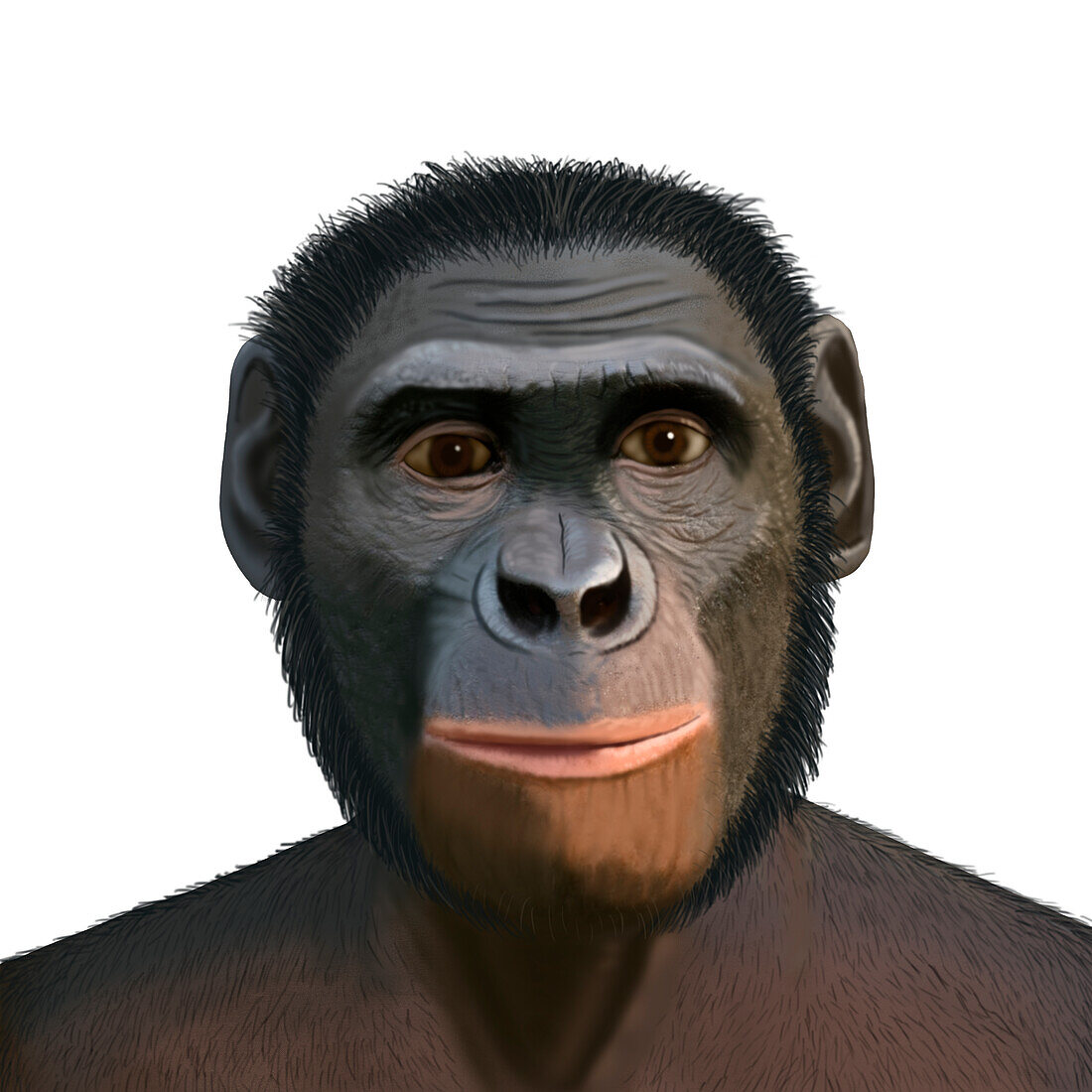Australopithecus sediba, Pleistocene Hominid