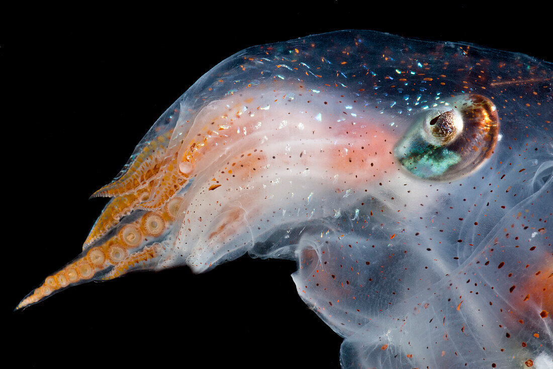Diaphanous Pelagic Octopod (Japetella diaphana)
