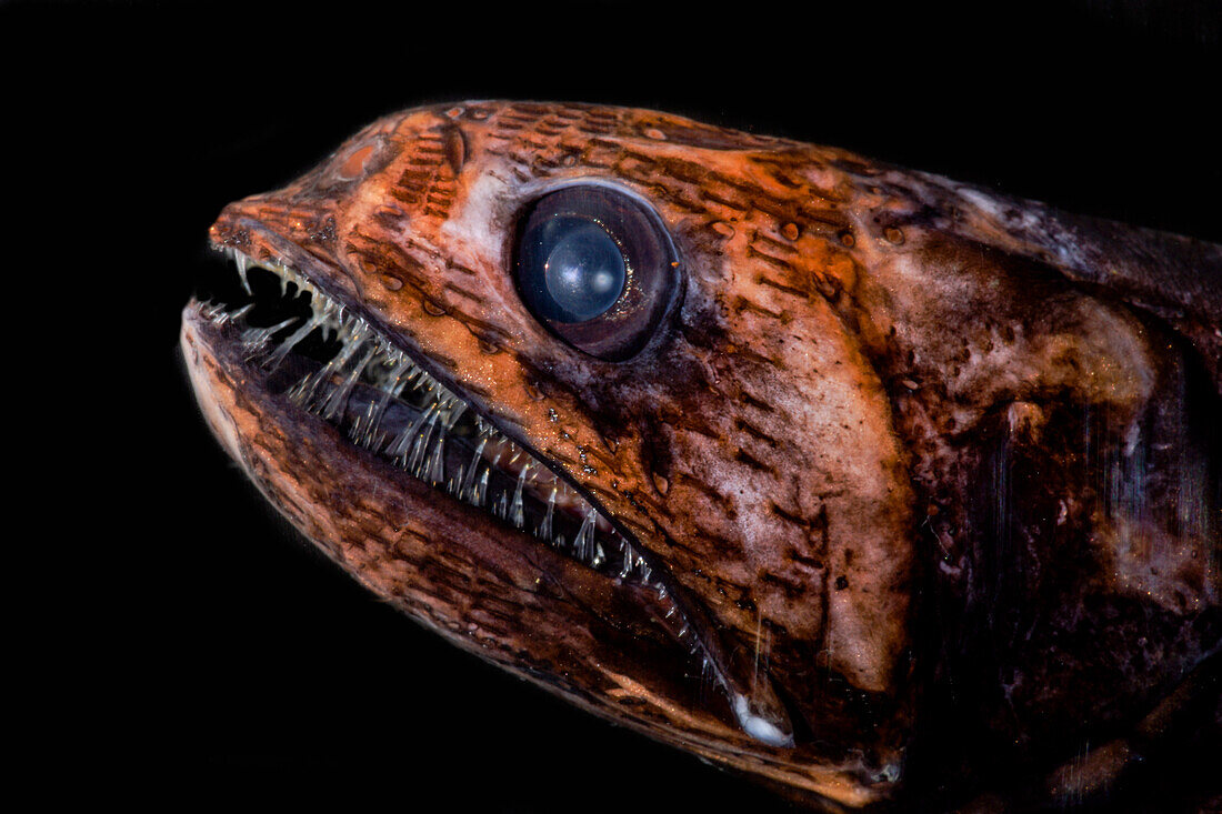 Deep-Sea Snaketooth (Pseudoscopelus sp.)