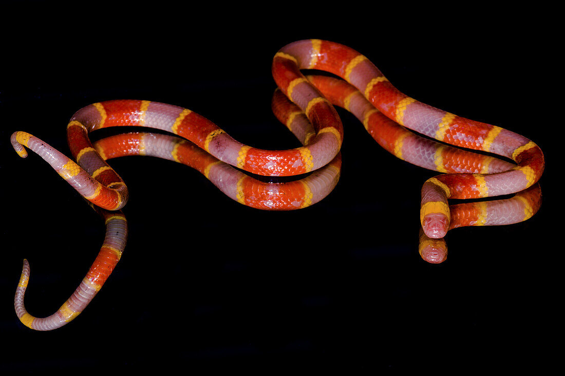 Albino Texas Coral Snake (Micrurus tener)