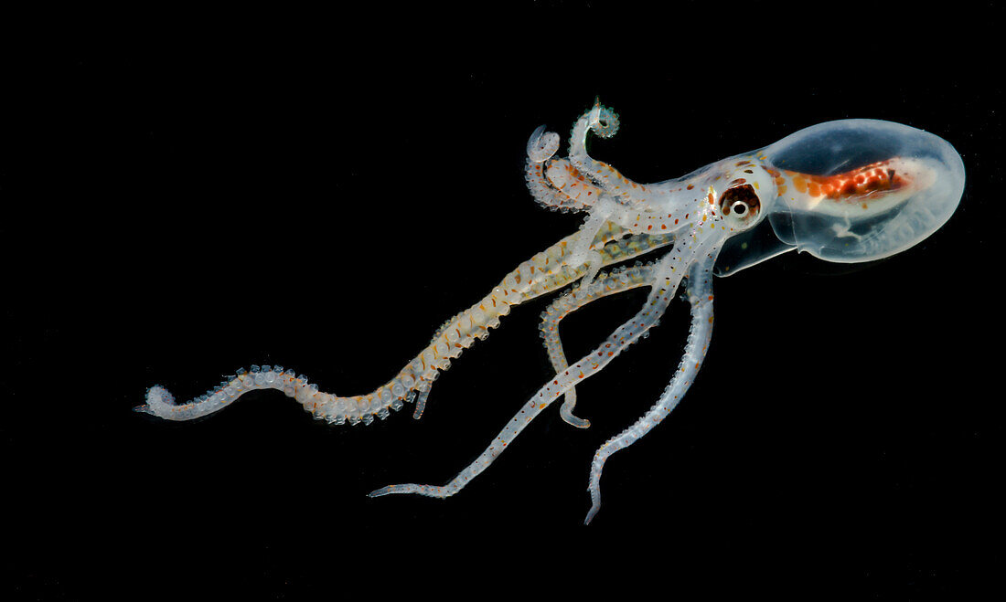 Lilliput Longarm Octopus (Macrotritopus delfilippi)