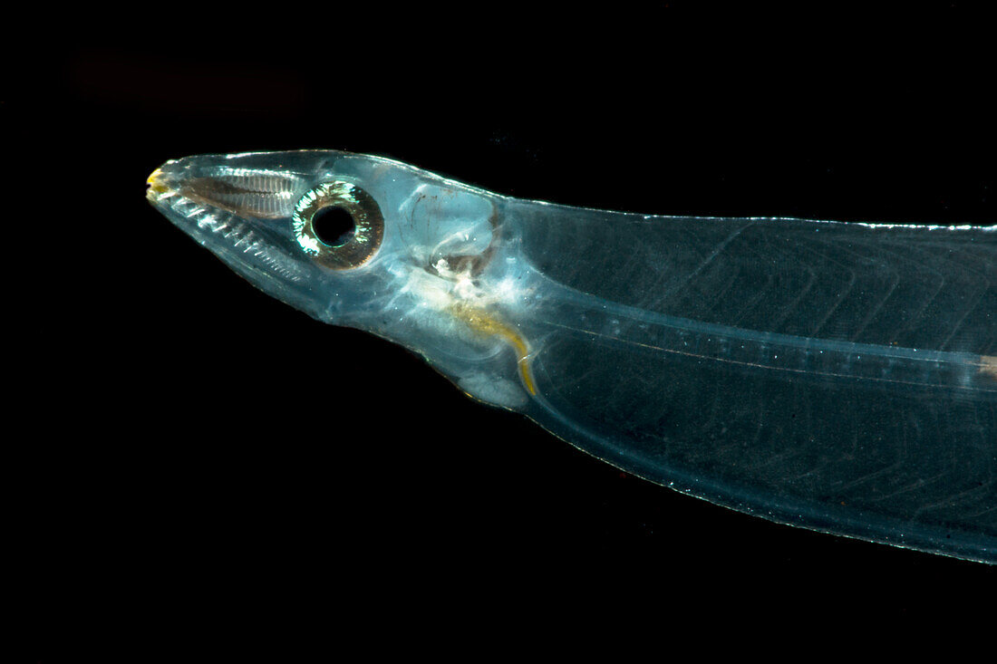 Eel larva or Leptocephalus