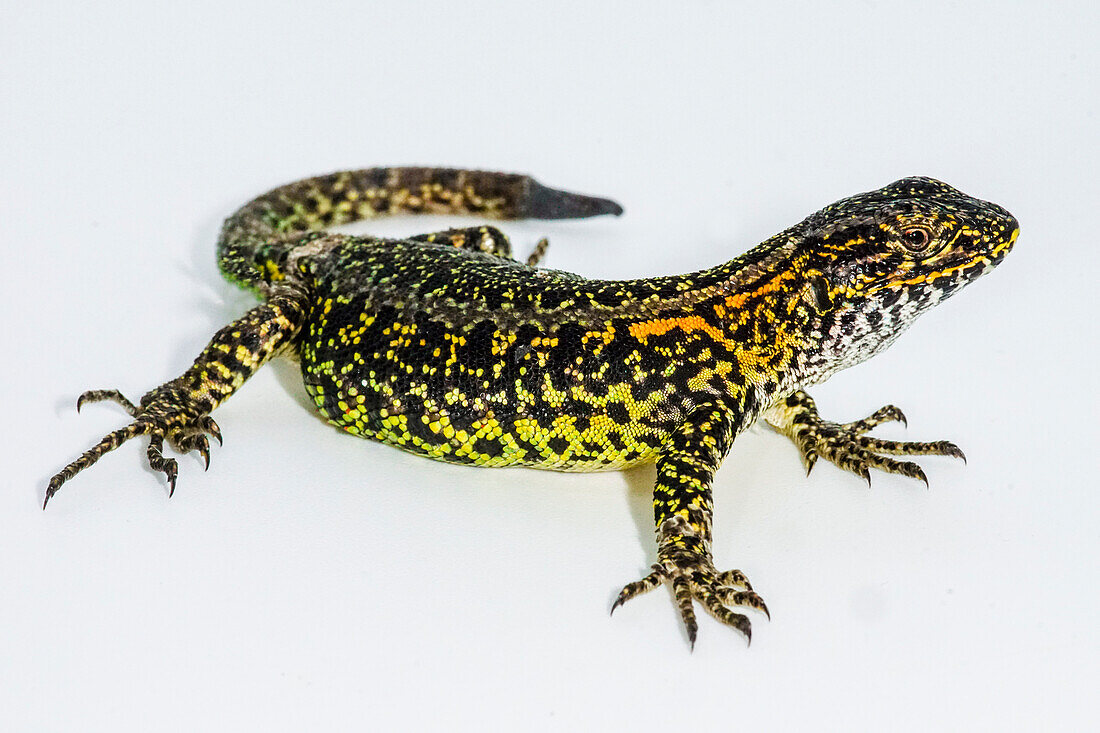 Painted Smooth-neck Lizard (Liolaemus pictus)