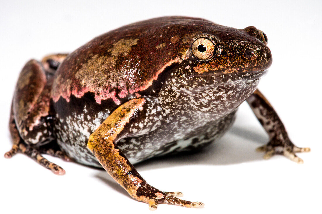 Bassler's Humming Frog (Chiasmocleis bassleri)
