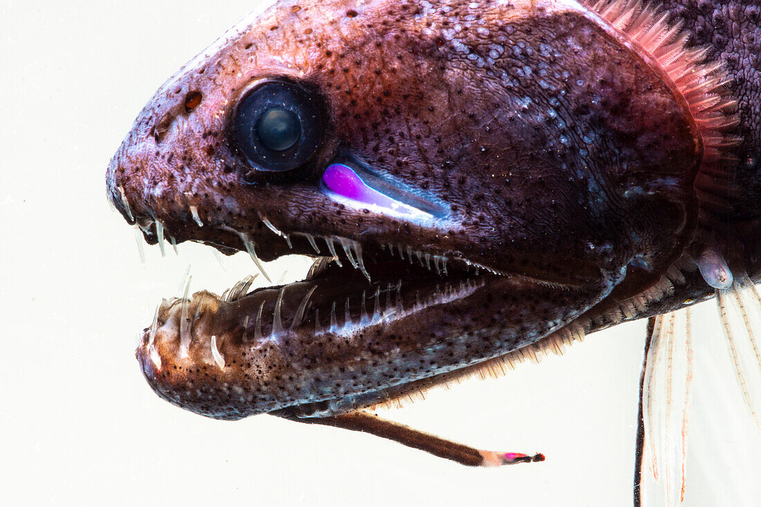 Threadfin Dragonfish, Echiostoma barbatum