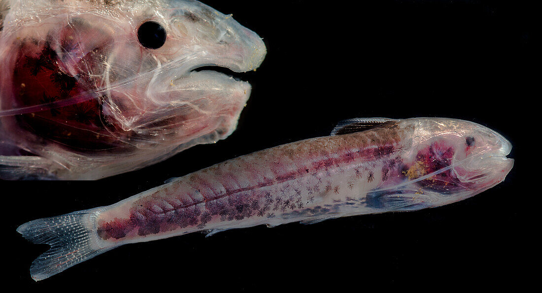 Auchenipterid Catfish (Gelanoglanis sp.)