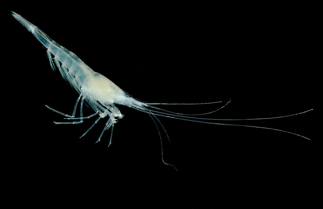 Blind Cave Shrimp (Troglocaris anophthalmus)
