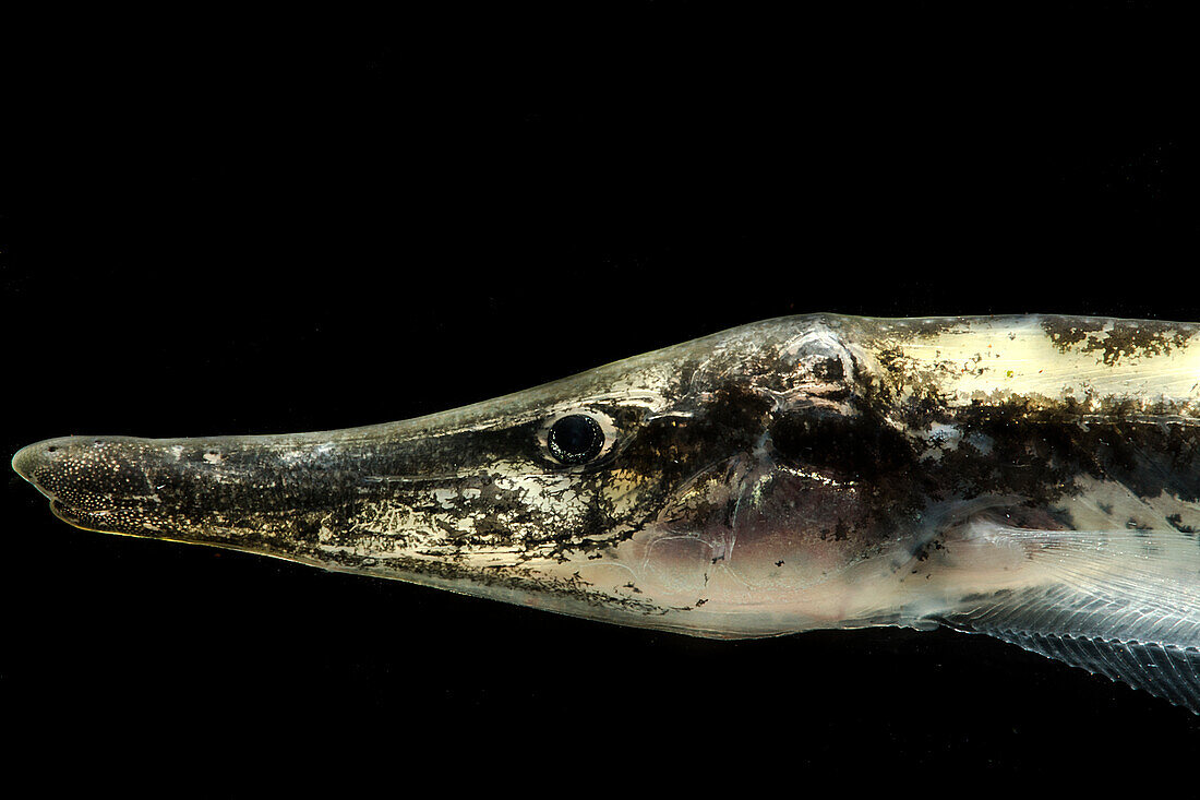 Knifefish (Gymnorhamphichthys hypostomus)