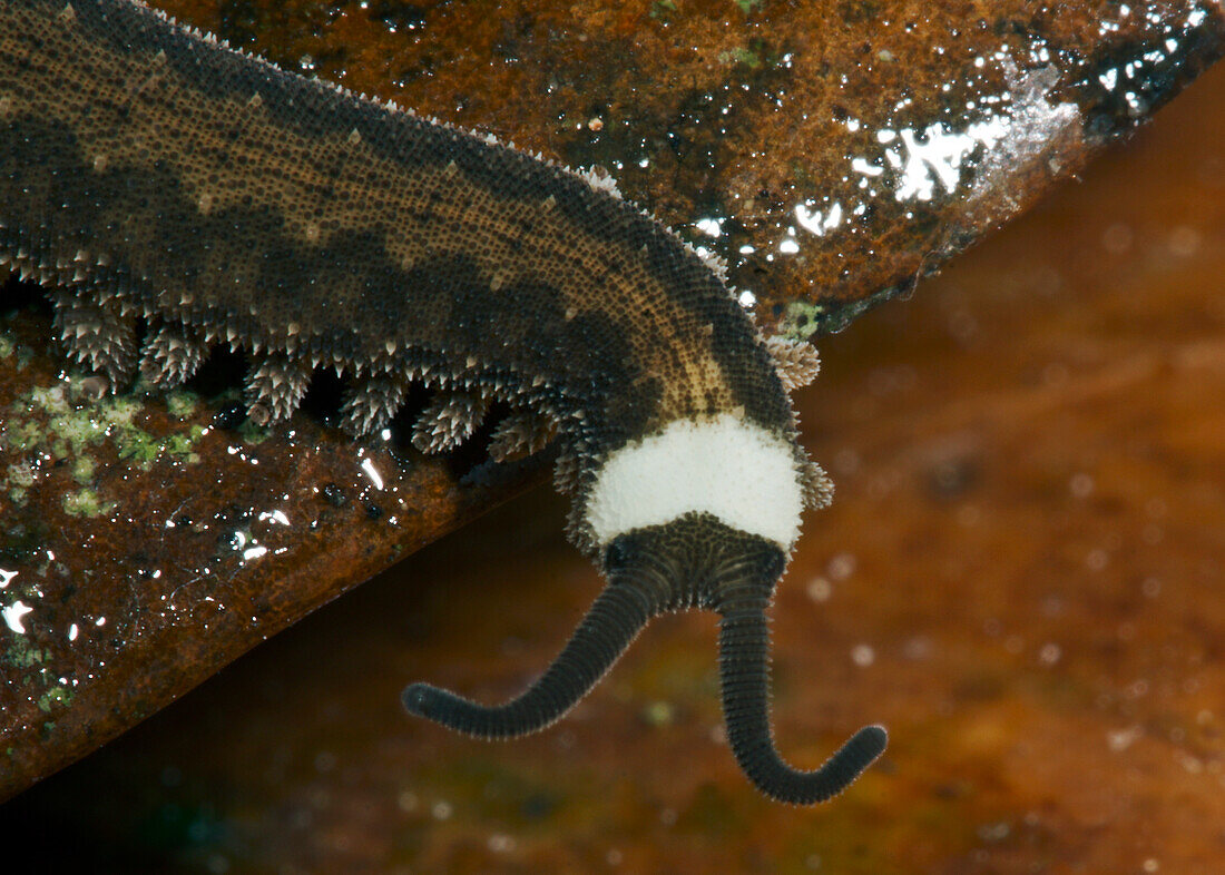 Amazon Collared Velvet Worm, casually called peripatus, (Oroperipatus sp.)